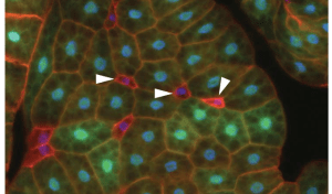Brf mutant fat body cells (arrowheads) show decreased size compared to surrounding wild-type cells (GFP-labelled) - see Marshall et al, 2012
