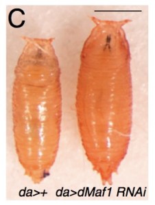 Knockdown of Maf1, a Pol III repressor, leads to increased tRNA synthesis and larger body size - see Rideout et al, 2012