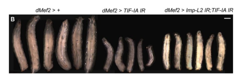 Muscle-specific knockdown of TIF-IA leads to reduced body size (centre larvae). This is partially rescued by inhibition of Imp-L2, an insulin inhibitor - see Ghosh et al, 2014