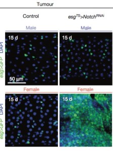 Image from Hudry et al, Nature (2016)